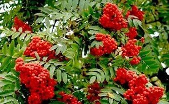Рябина обыкновенная (Sorbus aucuparia), 150-200см., горшок 1л.