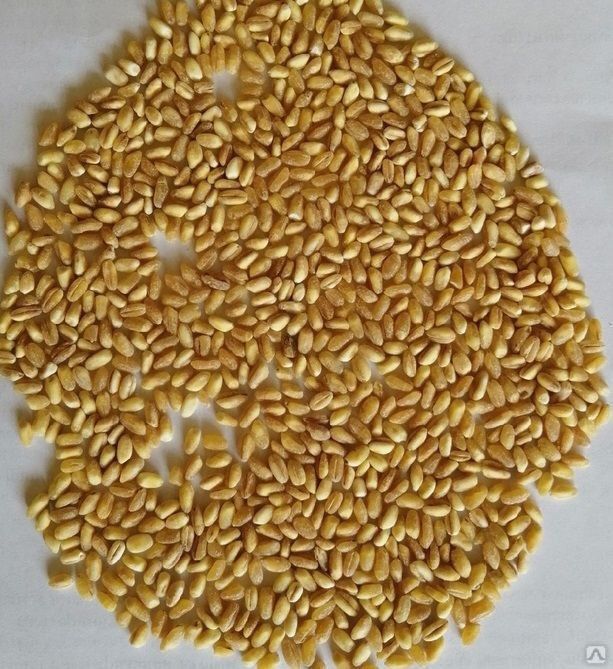 Крупа пшеничная Полтавская №3 из тв.сортов