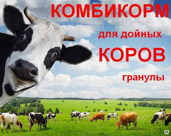 Комбикорм для Высокоудойных коров (протеин 15 %)