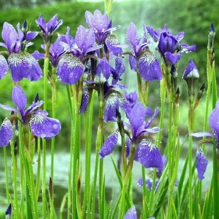 Ирис сибирский Блю Кинг (Iris sibirica 'Blue King') 5л 2