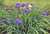 Ирис сибирский Конкорд Краш (Iris siberica Concord Crush) С3 #2