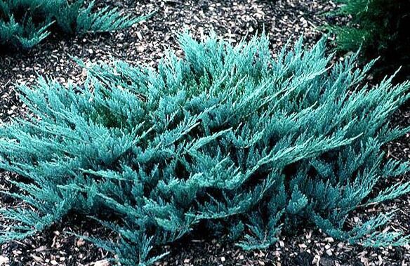 Можжевельник горизонтальный Блю Чип (Juniperus horizontalis Blue Chip) 5л 25-30см